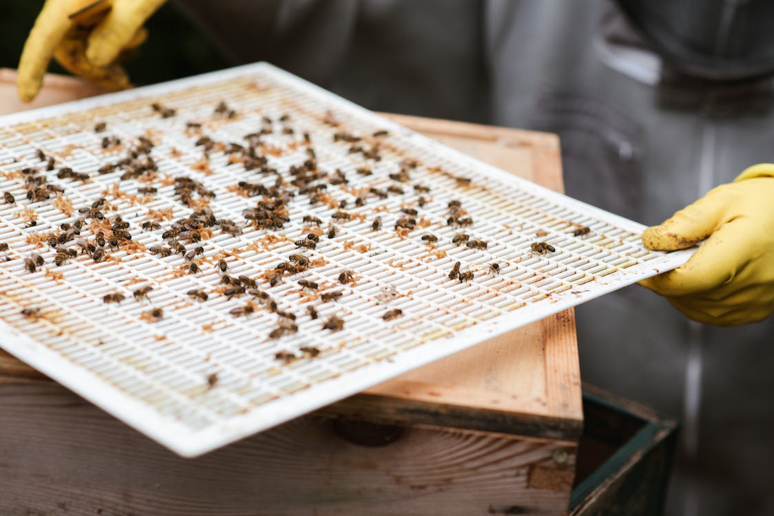 Image showing specialized cleaning methods for apiary filters and frames, essential for maintaining bee colony health and honey purity.