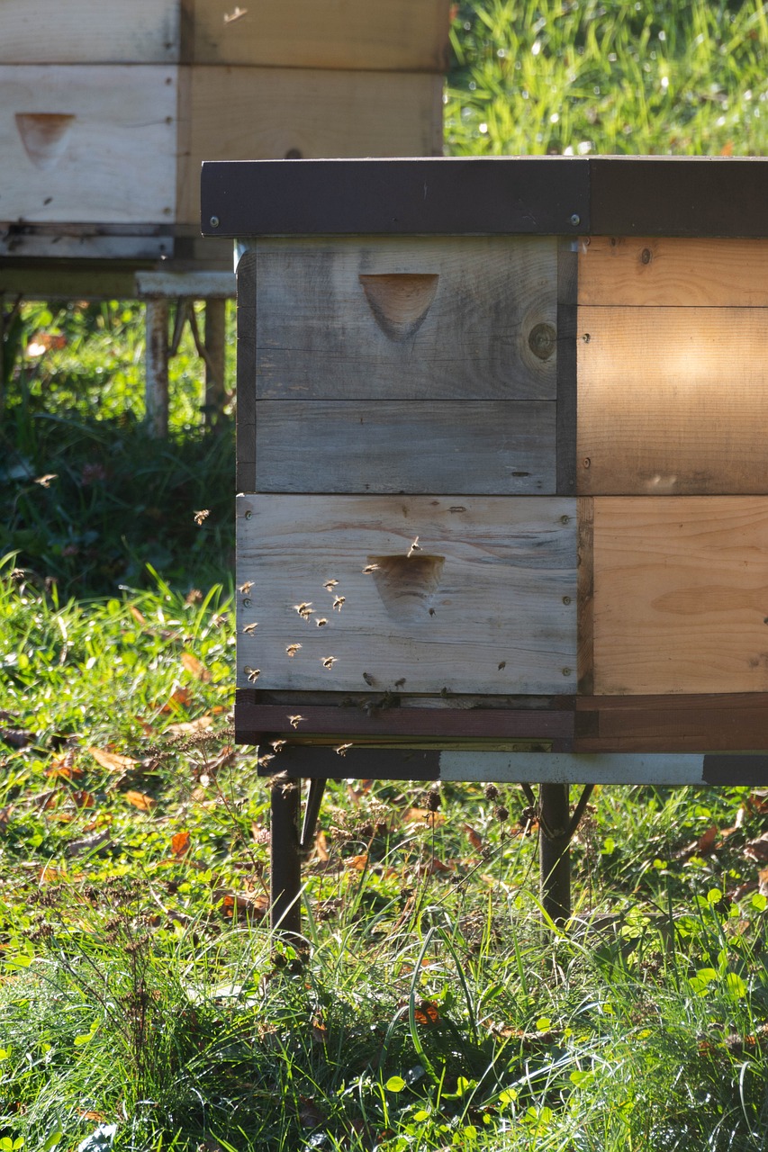 Image depicting thorough sanitisation and cleaning of surfaces in an apiary, crucial for maintaining a hygienic beekeeping environment.